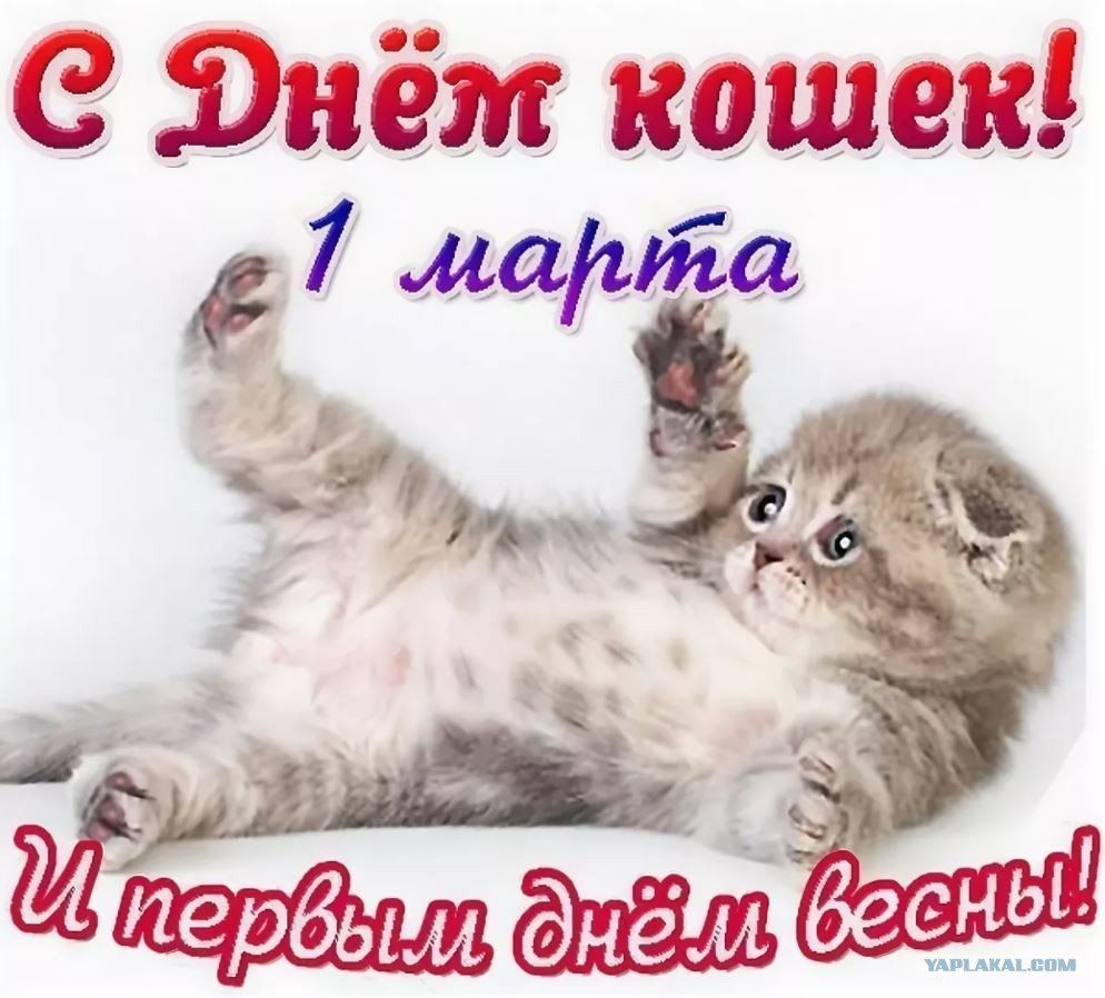 энёж кошек! 7 марта. Ё : ч в 37 п в ;мэ ?ё