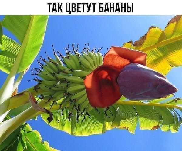 ТАК ЦВЕТУТ БАНАНЫ