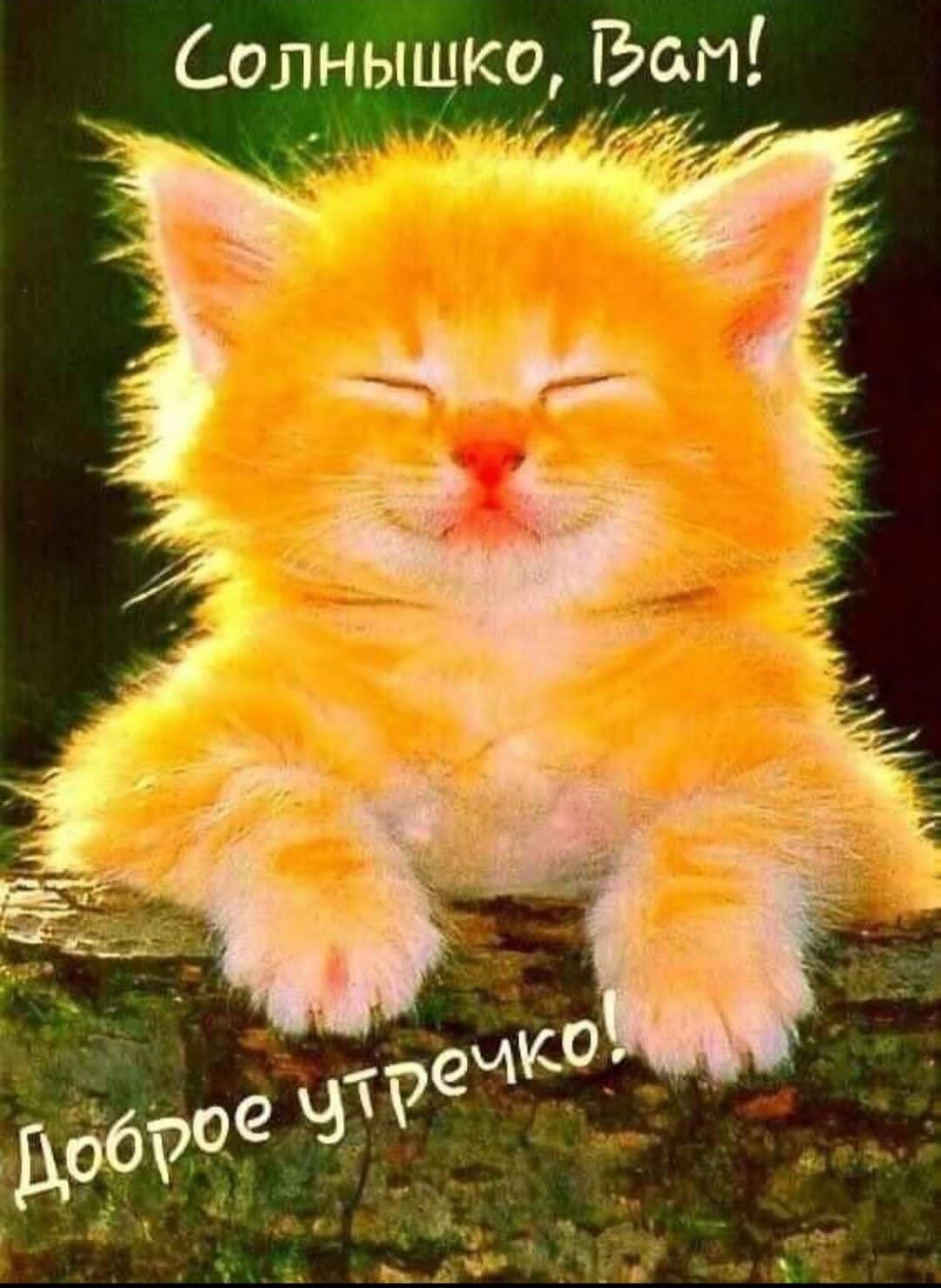 Солнышко, Вам! Доброе утречко!