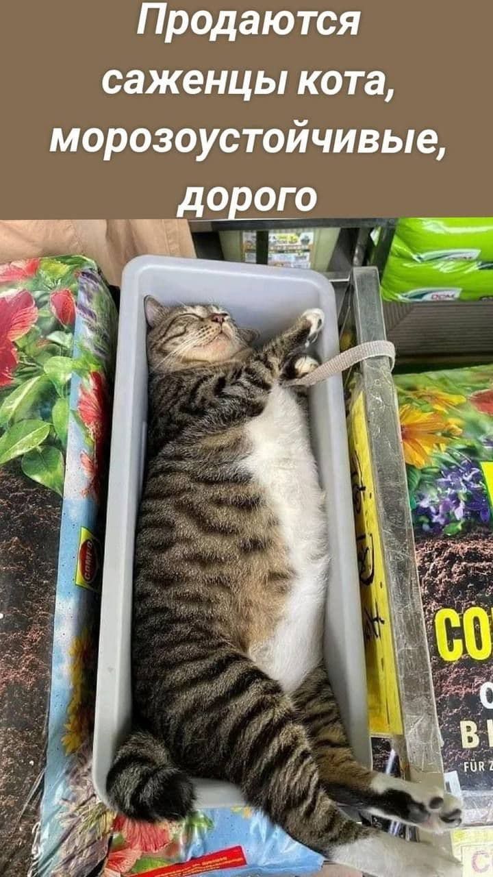 Продаются саженцы кота, морозоустойчивые, дорого