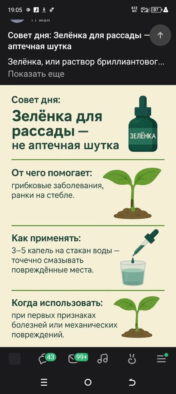 Совет дня: Зелёнка для рассады — не аптечная шутка

Зелёнка, или раствор бриллиантового…

От чего помогает:
грибковые заболевания, раны на стебле.

Как применять:
3–5 капель на стакан воды — точно смазывать повреждённые места.

Когда использовать:
при первых признаках болезней или механических повреждений.
