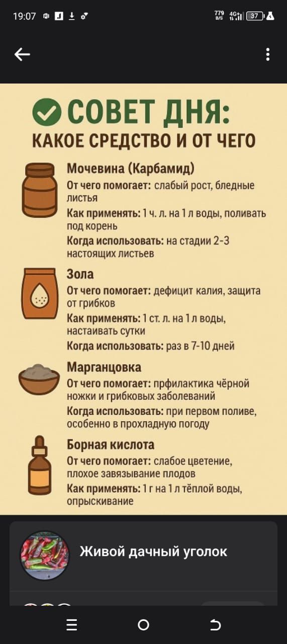 СОВЕТ ДНЯ: КАКОЕ СРЕДСТВО И ОТ ЧЕГО

Мочевина (Карбамид)
От чего помогает: слабый рост, бледные листья
Как применять: 1 ч. л. на 1 л воды, поливать под корень
Когда использовать: на стадии 2-3 настоящих листьев

Зола
От чего помогает: дефицит калия, защита от грибков
Как применять: 1 ст. л. на 1 л воды, настаивать сутки
Когда использовать: раз в 7-10 дней

Марганцовка
От чего помогает: профилактика чёрной ножки и грибковых заболеваний
Когда использовать: при первом поливе, особенно в прохладную погоду

Борная кислота
От чего помогает: слабое цветение, плохое завязывание плодов
Как применять: 1 г на 1 л тёплой воды, опрыскивание