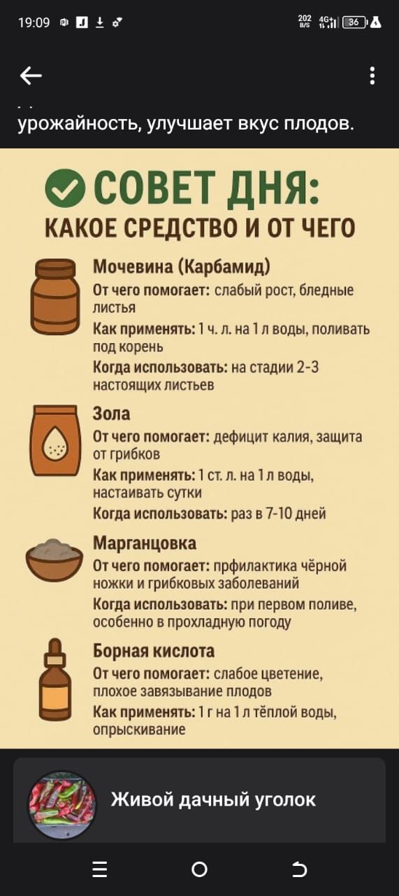 урожайность, улучшает вкус плодов.

✅ СОВЕТ ДНЯ: КАКОЕ СРЕДСТВО И ОТ ЧЕГО

Мочевина (Карбамид)
От чего помогает: слабый рост, бледные листья
Как применять: 1 ч. л. на 1 л воды, поливать под корень
Когда использовать: на стадии 2-3 настоящих листьев

Зола
От чего помогает: дефецит калия, защита от грибков
Как применять: 1 ст. л. на 1 л воды, настаивать сутки
Когда использовать: раз в 7-10 дней

Марганцовка
От чего помогает: профилактика чёрной ножки и грибковых заболеваний
Когда использовать: при первом поливе, особенно в прохладную погоду

Борная кислота
От чего помогает: слабое цветение, плохое завязывание плодов
Как применять: 1 г на 1 л тёплой воды, опрыскивание
