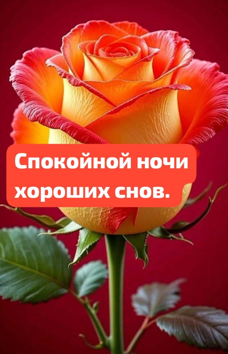Спокойной ночи хороших снов.