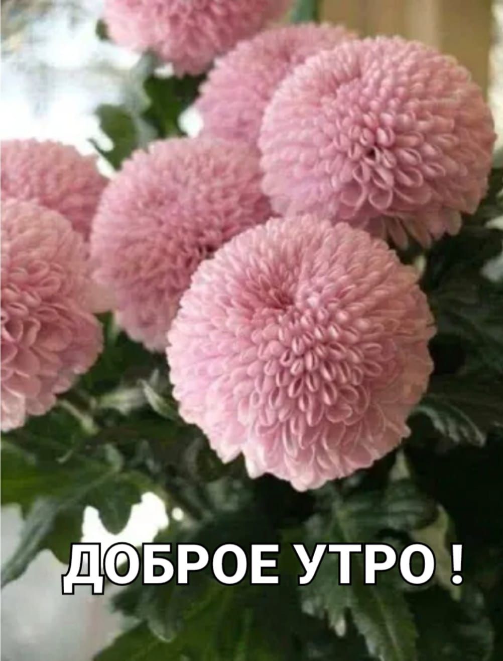 ДОБРОЕ УТРО !