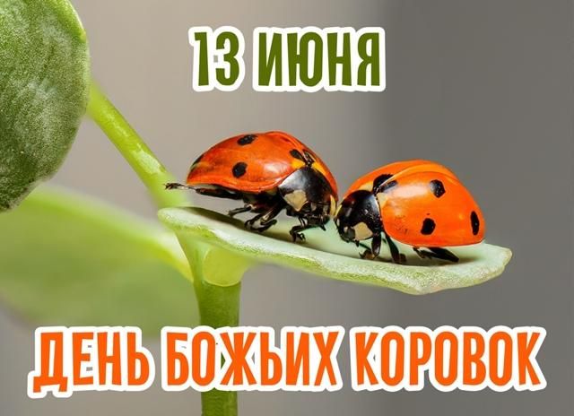 13 ИЮНЯ ДЕНЬ БОЖЬИХ КОРОВОК