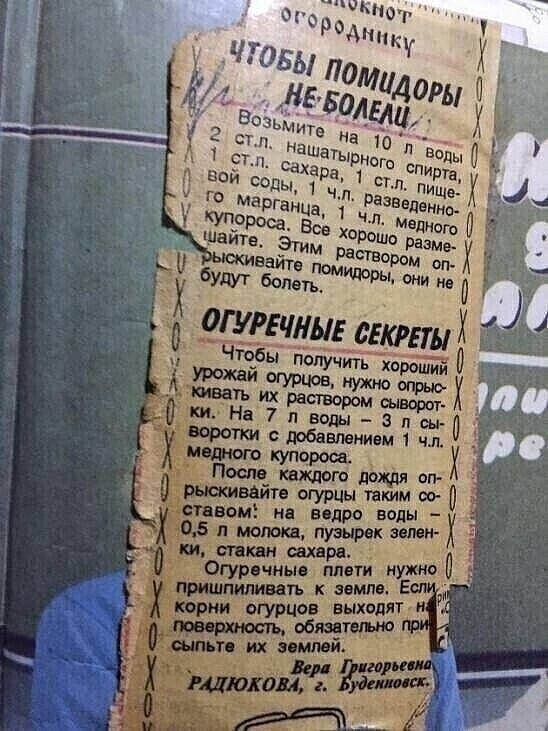 ЧТОБЫ ПОМИДОРЫ НЕ БОЛЕЛИ

Возьмите на 10 л воды 2 ст. л. нашатырного спирта, 2 ст. л. сахара, 1 ст. л. пищевай соды, 1 ч. л. разведен- ного марганца. Все хорошо размешайте. Этим раствором обрызгивайте помидоры, они не будут болеть.

ОГУРЕЧНЫЕ СЕКРЕТЫ

Чтобы получить хороший урожай огурцов, нужно опрыскивать их раствором сыворотки. На 7 л воды – 1 ч. л.воротки с добавлением 1 ч. л. медного купороса.

После каждого дождя опрыскивайте огурцы раствором: на верх воды 0,5 л молока, рябого зелени, стакан сахара.

Чтобы снять плети нужно прищипывать в земле. Если оставите на земле, будет обязательно плодоносить.