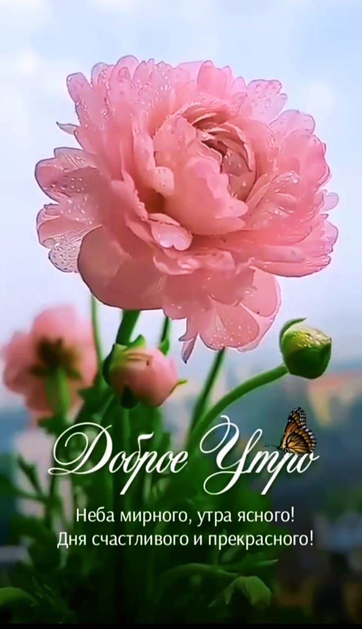 Доброе Утро! Неба мирного, утра ясного! Дня счастливого и прекрасного!