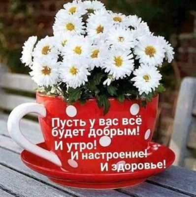 Пусть у вас всё будет добрым! И утро! И настроение! И здоровье!