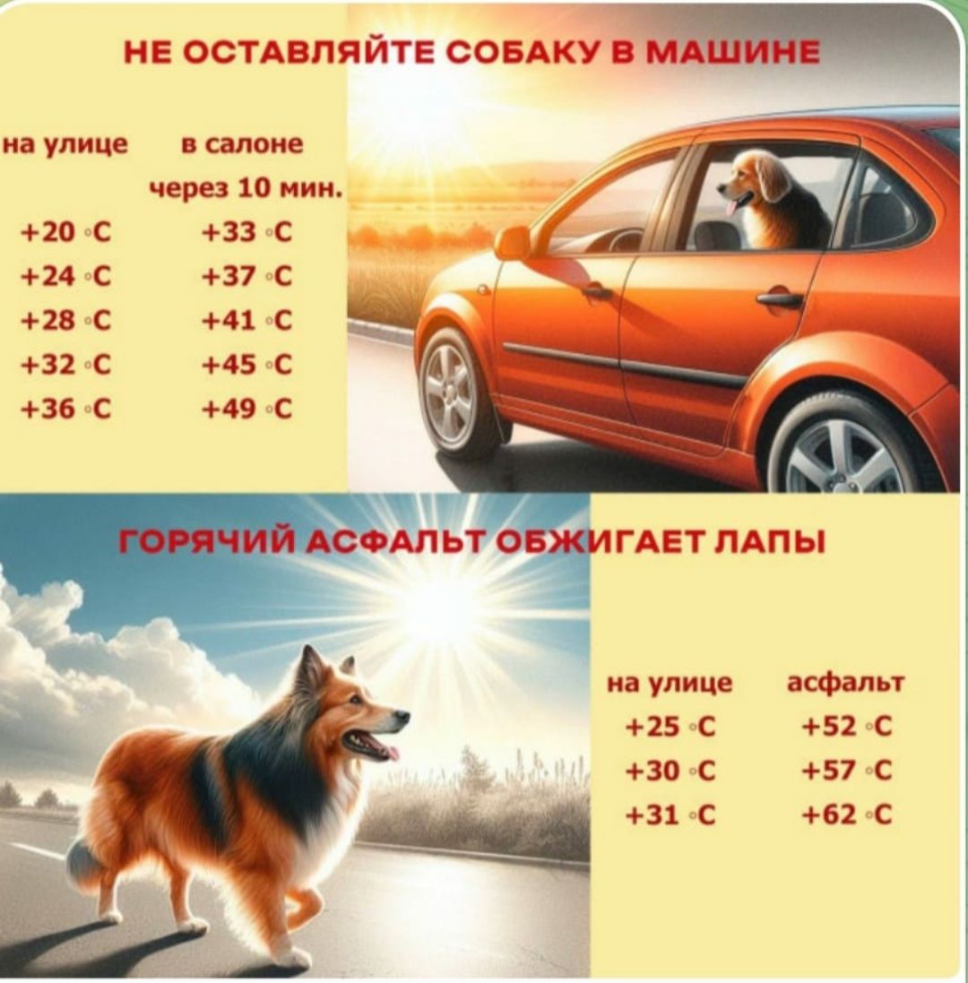 НЕ ОСТАВЛЯЙТЕ СОБАКУ В МАШИНЕ
на улице    в салоне
+20 °C       +33 °C
+24 °C       +37 °C
+28 °C       +45 °C
+36 °C       +49 °C

ГОРЯЧИЙ АСФАЛЬ ОБЖИГАЕТ ЛАПЫ
на улице    асфальт
+25 °C       +52 °C
+30 °C       +57 °C
+31 °C       +62 °C
