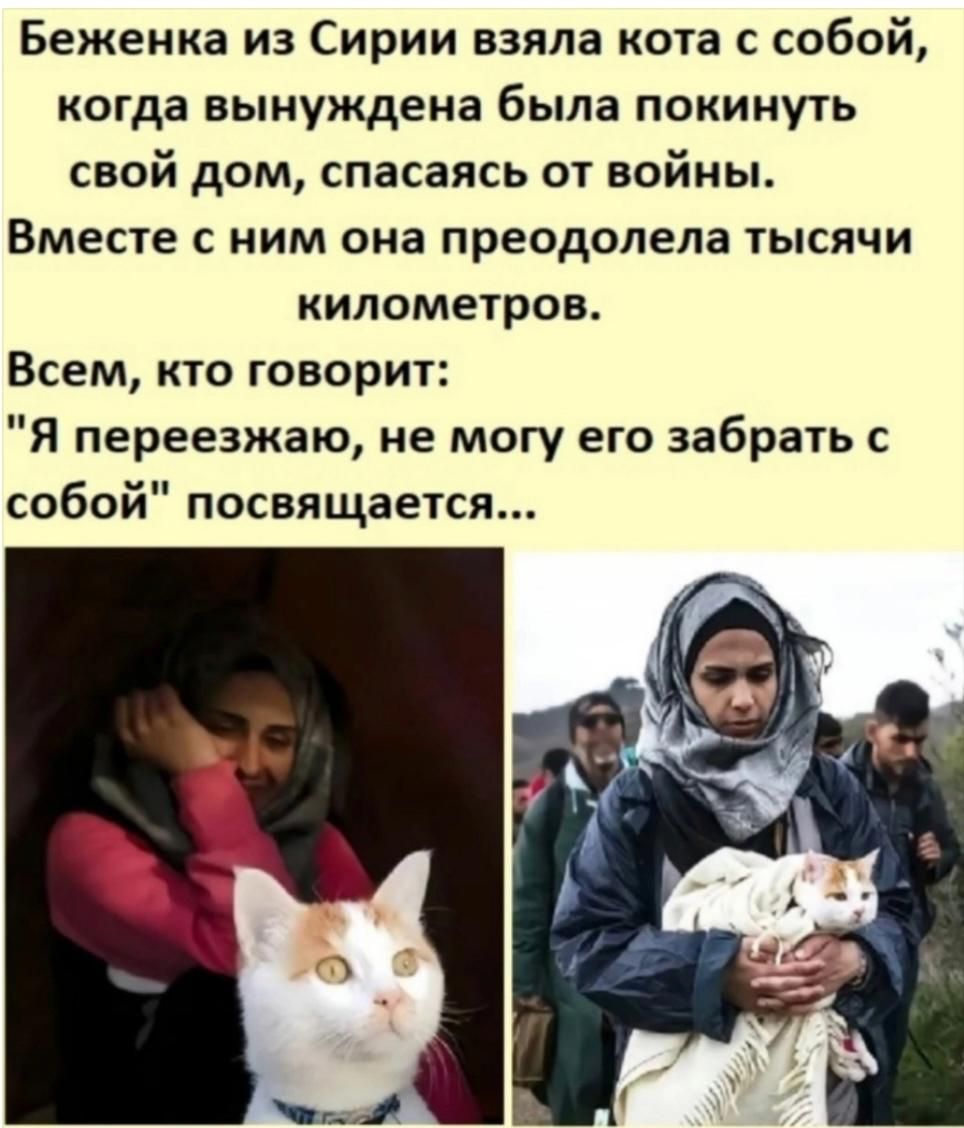 Беженка из Сирии взяла кота с собой, когда вынуждена была покинуть свой дом, спасаясь от войны. Вместе с ним она преодолела тысячи километров. Всем, кто говорит: 
