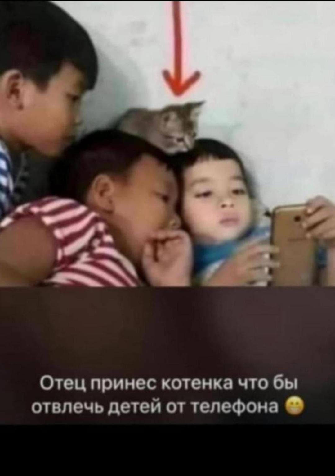 Отец принес котенка что бы отвлечь детей от телефона 😐