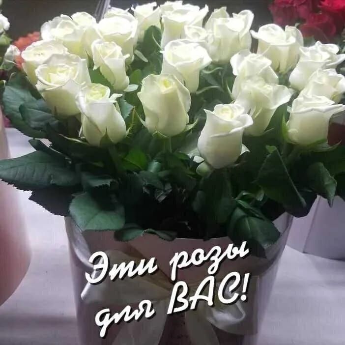 Эти розы для ВАС!