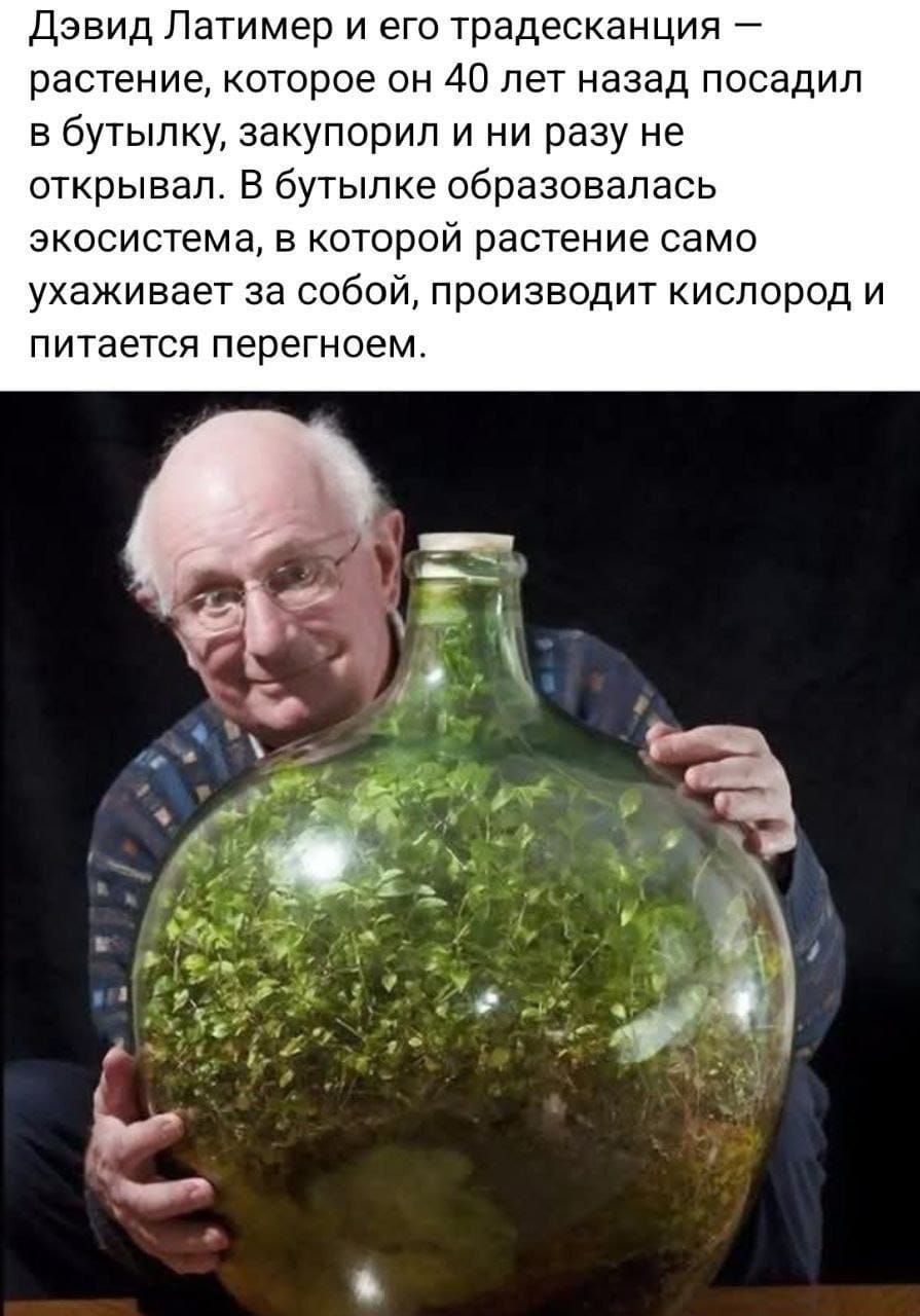 Дэвид Латимер и его тридесканция — растение, которое он 40 лет назад посадил в бутылку, закупорил и ни разу не открывал. В бутылке образовалась экосистема, в которой растение само ухаживает за собой, производит кислород и питается перегноем.