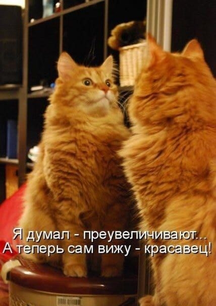 Я думал - преувеличивают... А теперь сам вижу - красавец!
