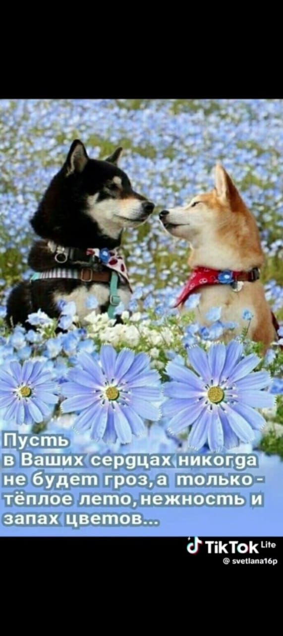 Пусть в Ваших сердцах никогда не будет гроз, а только - тёплое лето, нежность и запах цветов...