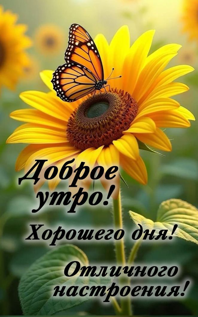 Доброе утро! Хорошего дня! Отличного настроения!