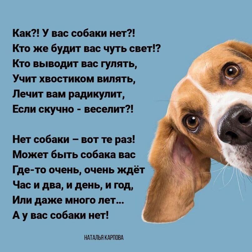 Как?! У вас собаки нет?! Кто же будит вас чуть свет!? Кто выводит вас гулять, Учит хвостиком вилять, Лечит вам радикулит, Если скучно - веселит?! Нет собаки - вот те раз! Может быть собака вас Где-то очень, очень ждёт Час и два, и день, и год. Или даже много лет... А у вас собаки нет!