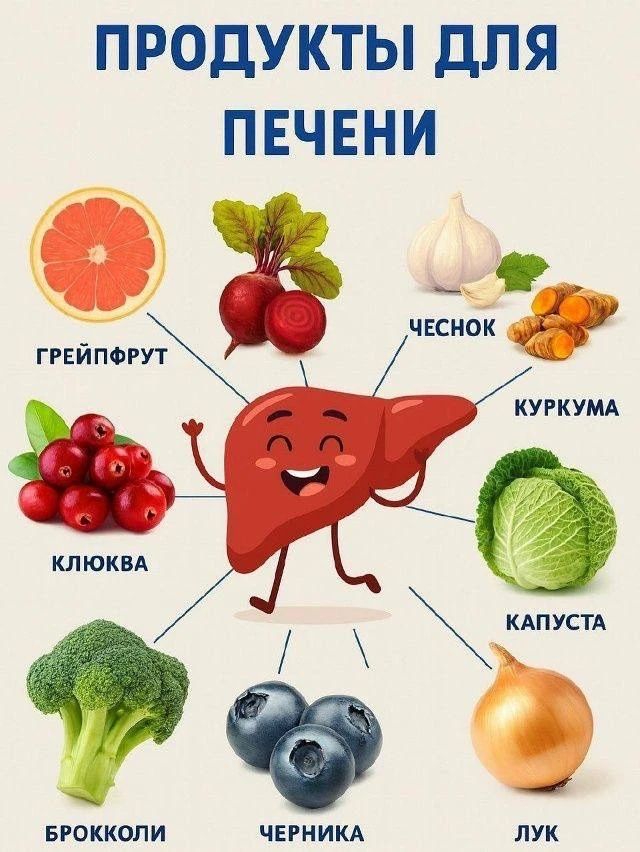 ПРОДУКТЫ ДЛЯ ПЕЧЕНИ: грейпфрут, клюква, брокколи, черника, лук, капуста, куркума, чеснок, свекла
