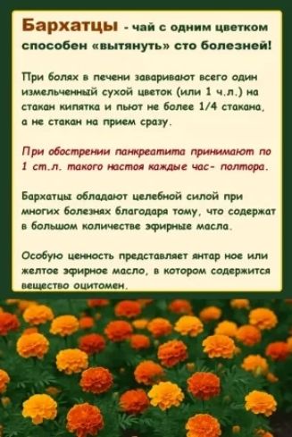 Бархатцы - чай с одним цветком способен «вытащить» сто болезней! При болях в печени заваривают всего один измельчённый сухой цветок (или 1 ч.л.) на стакан кипятка и пьют не более 1/4 стакана, а не стоян на прием сразу. Бархатцы обладают целебной силой и содержат эфирные масла.