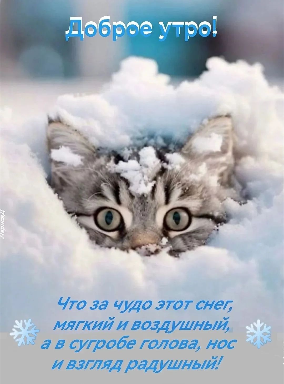Доброе утро! Что за чудо этот снег, мягкий и воздушный, а в сугробе голова, нос и взгляд радушный!