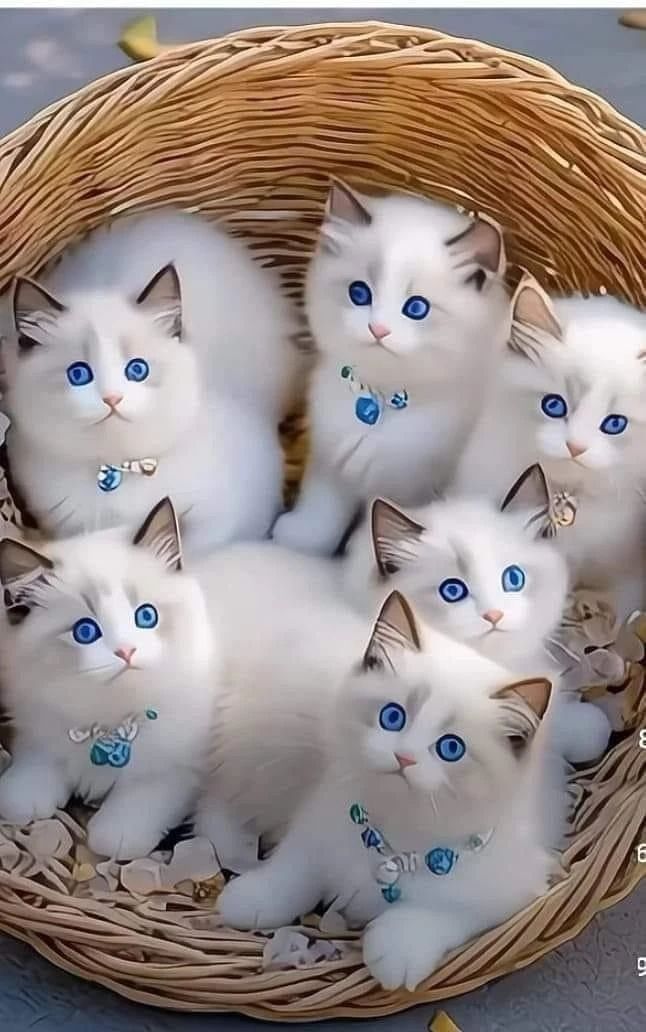 Несколько белых котят в корзине