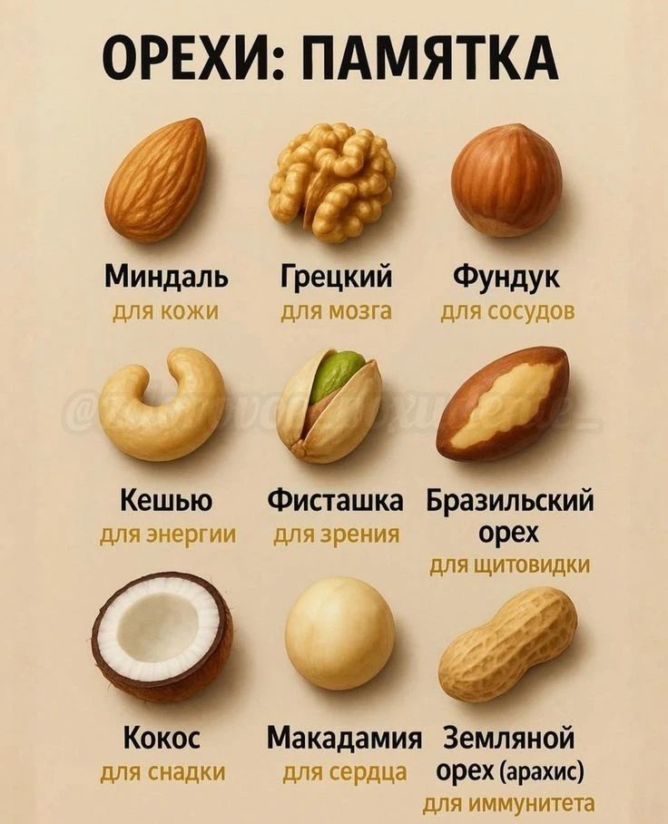 ОРЕХИ: ПАМЯТКА Миндаль для кожи Грецкий для мозга Фундучок для сосудов Кешью для энергии Фисташка для зрения Бразильский орех для щитовидки Кокос для сладости Макадамия для сердца Земляной орех (арахис) для иммунитета