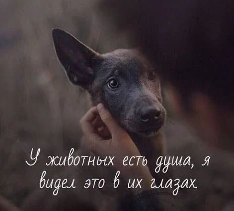 У животных есть душа, я видел это в их глазах.