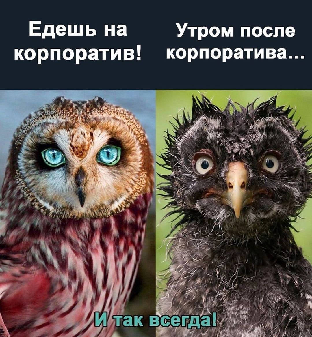 Едешь на Утром после корпоратив корпоратива