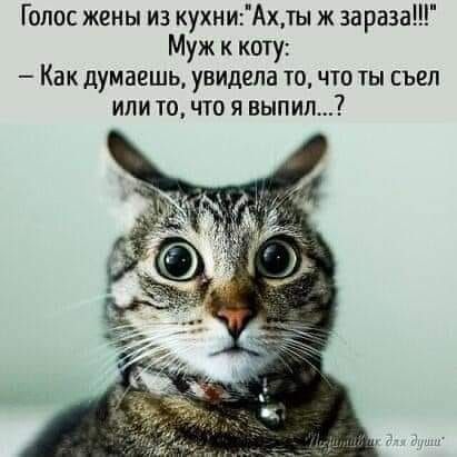 Голос жены из кухниАхты ж зараза Муж к коту Как думаешь увидела точто ты съел или то что я вып ил
