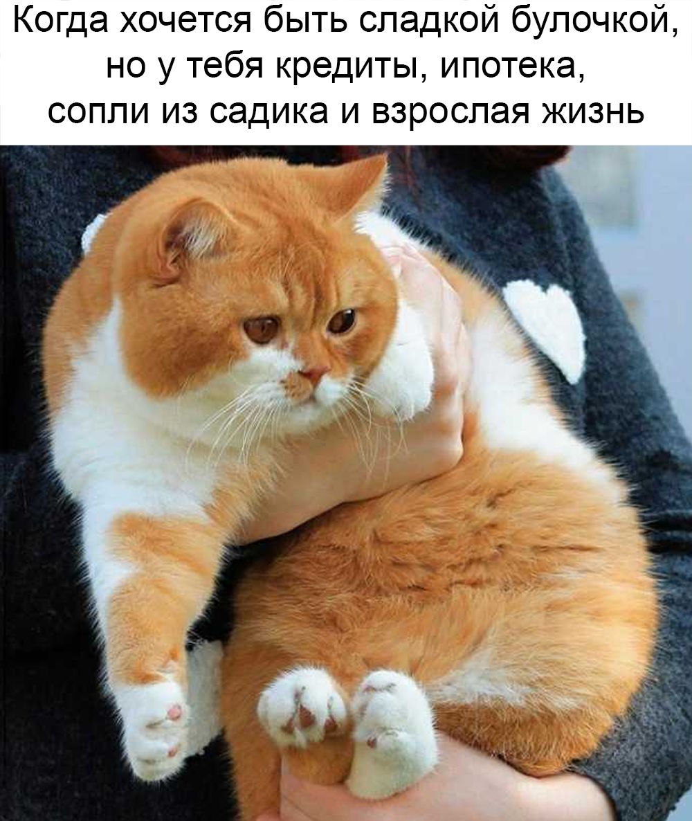 Когда хочется быть сладкой булочкой но у тебя кредиты ипотека сопли из садика и взрослая жизнь