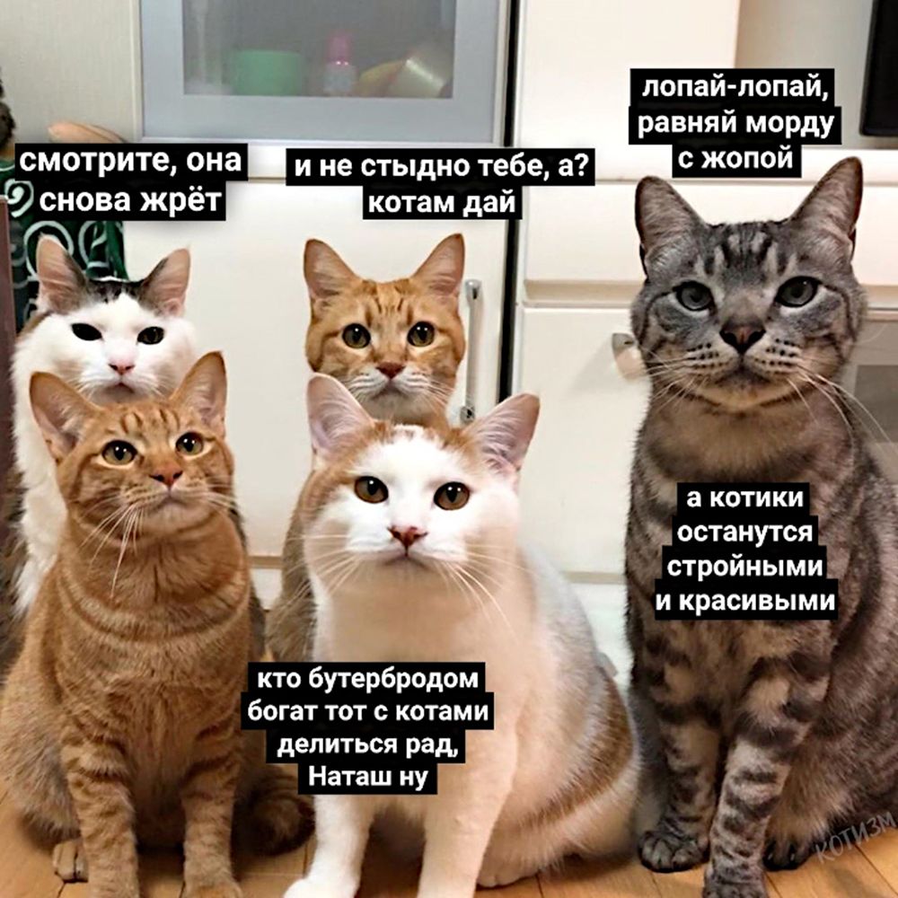 лопай лопай равняй морду с жопой смотрите она снова жрёт а котики останутся стройнымит а и красивыми кто бутербродом богат тот с котами делиться рад Наташ ну і С і
