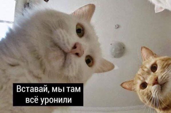 Вставай мы там всё уронили