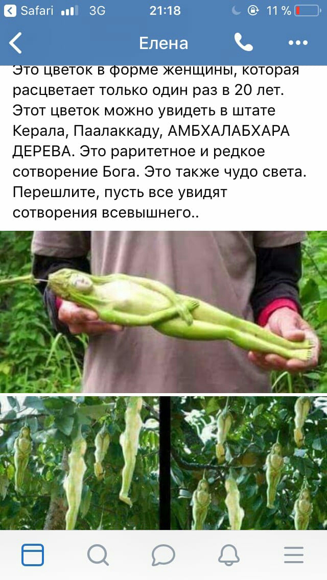Заіагі 36 2118 11Ъ расцветает только один раз в 20 лет Этот цветок можно увидеть в штате Керала Паалаккаду АМБХАЛАБХАРА ДЕРЕВА Это раритетное и редкое сотворение Бога Это также чудо света Перешлите пусть все увидят сотворения всевышнего