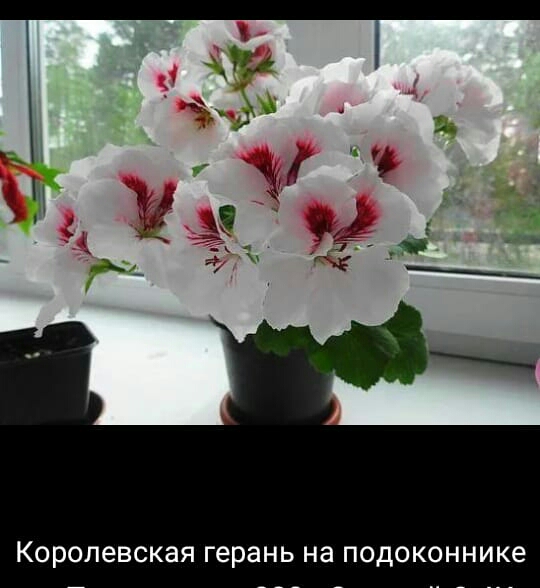 Королевская герань на подоконнике