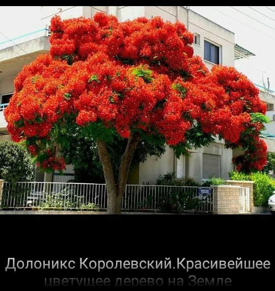 Долоникс КоролевскийКрасивейшее