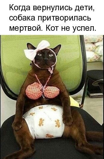 Когда вернулись дети собака притворипась мертвой Кот не успел
