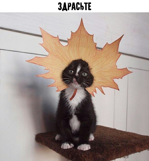 ЗАРАСЪТЕ