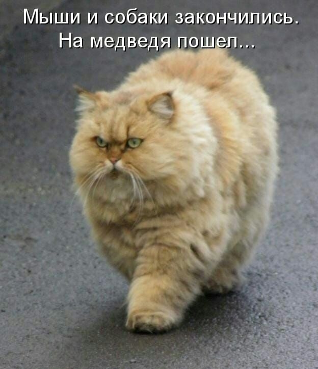Мыши и собаки закончились На медведя пош л
