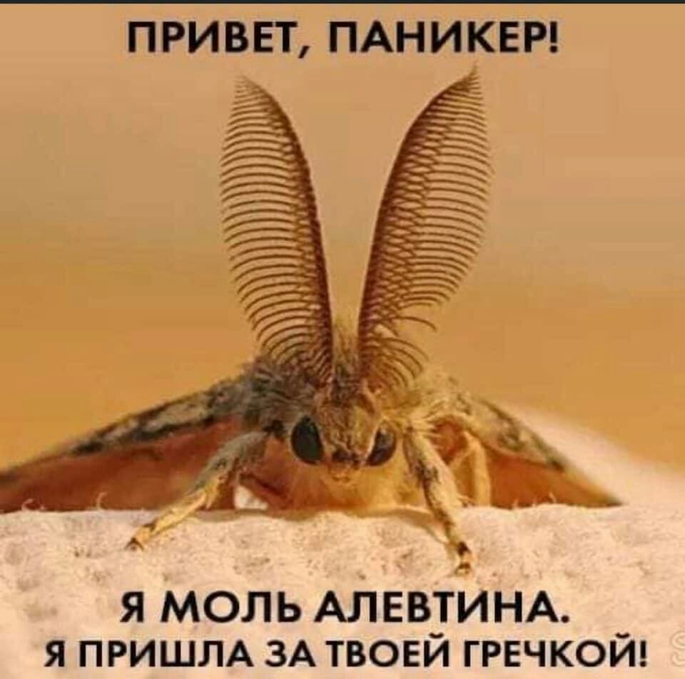 ПРИВЕТ ПАНИКЕР _ _ _ _ я моль АЛЕВТЙНА Я ПРИШЛА ЗА ТВОЕЙ ГРЕЧКОЙ