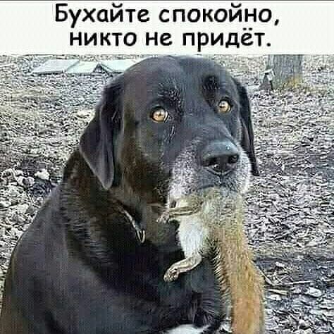 Бухайте спокойно никто не придёт