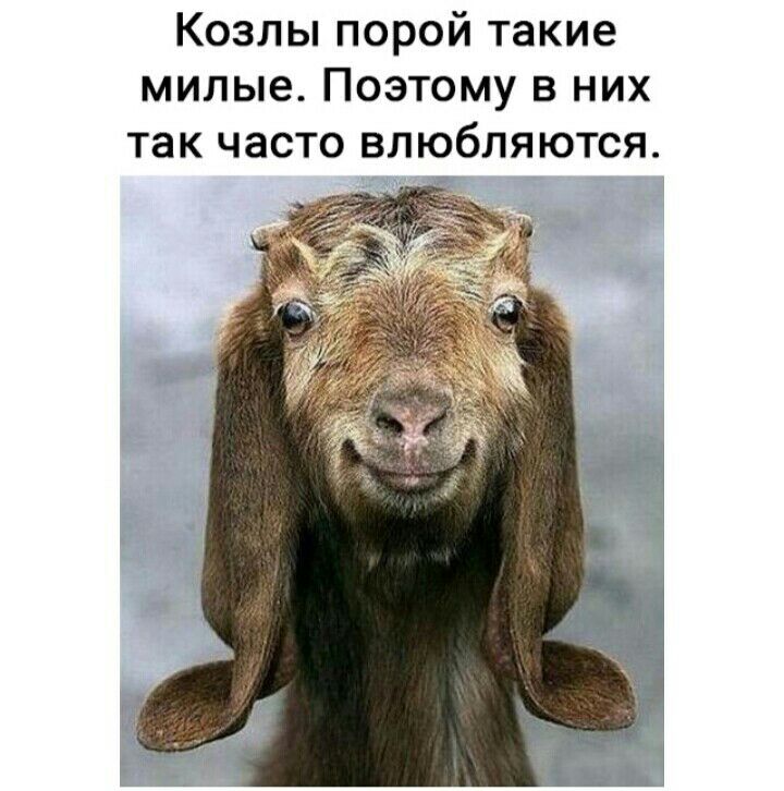 Козлы порой такие милые Поэтому в них так часто влюбляются