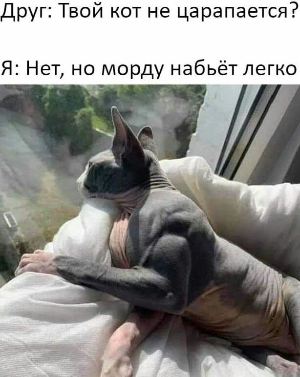 Друг Твой кот не царапается Я Нет но морду набьёт легко