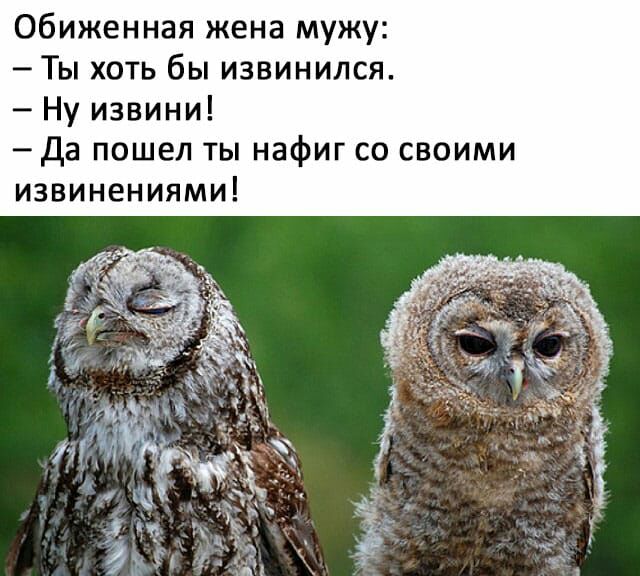 Обиженная жена мужу Ты хоть бы извинился Ну извини Да пошел ты нафиг со своими извинениями