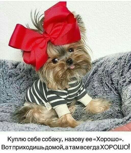 Куплю себе собаку назову ее Хорошо Вот приходишьдомойатам всегдаХОРОШО