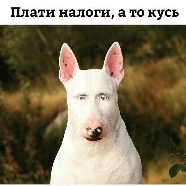 Плати налоги а то кусь