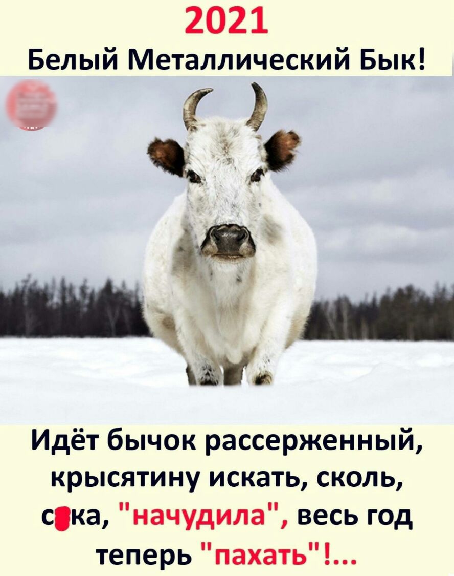 2021 Белый Металлический Бык ё Идёт бычок рассерженный крысятину искать сколь ска начудила весь год теперь пахать
