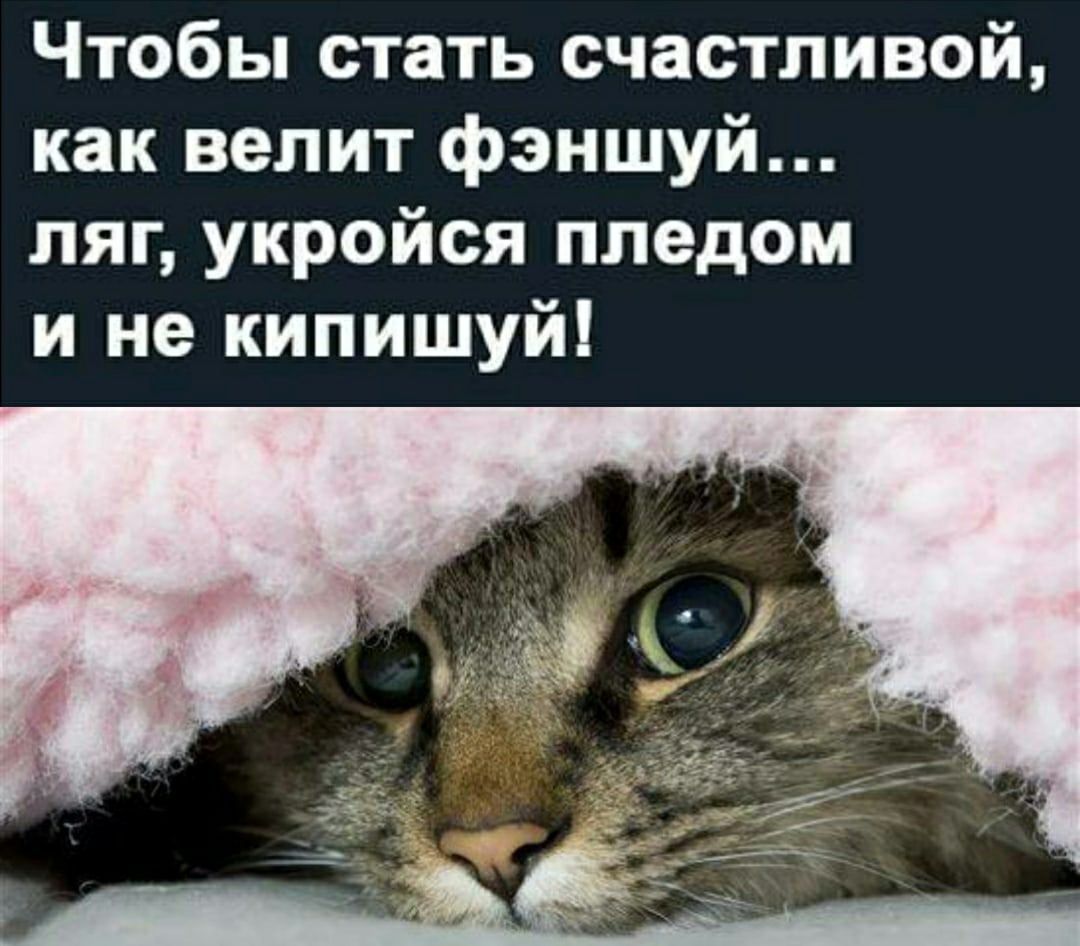 Чтобы стать счастливой как велит фэншуй ляг укройся пледом и не кипишуй