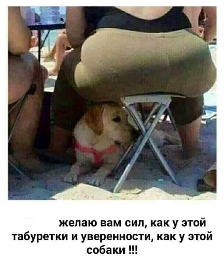 желаю вам сип как у этой табуретки и уверенности как у этой собаки