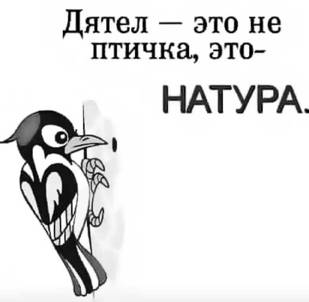 Дятел это не птичка это НАТУРА